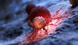 Tumore bestehen aus verschiedenen Zelltypen. Eine Schweizer Studie ist daran, diese im Einzelnen in noch nie dagewesener Detailtreue zu beschreiben. Ziel ist die personalisierte - und deshalb wirksamere - Krebstherapie. Bild: Im Vordergrund eine Immunzelle, rot eine Krebszelle. (Pressebild)
